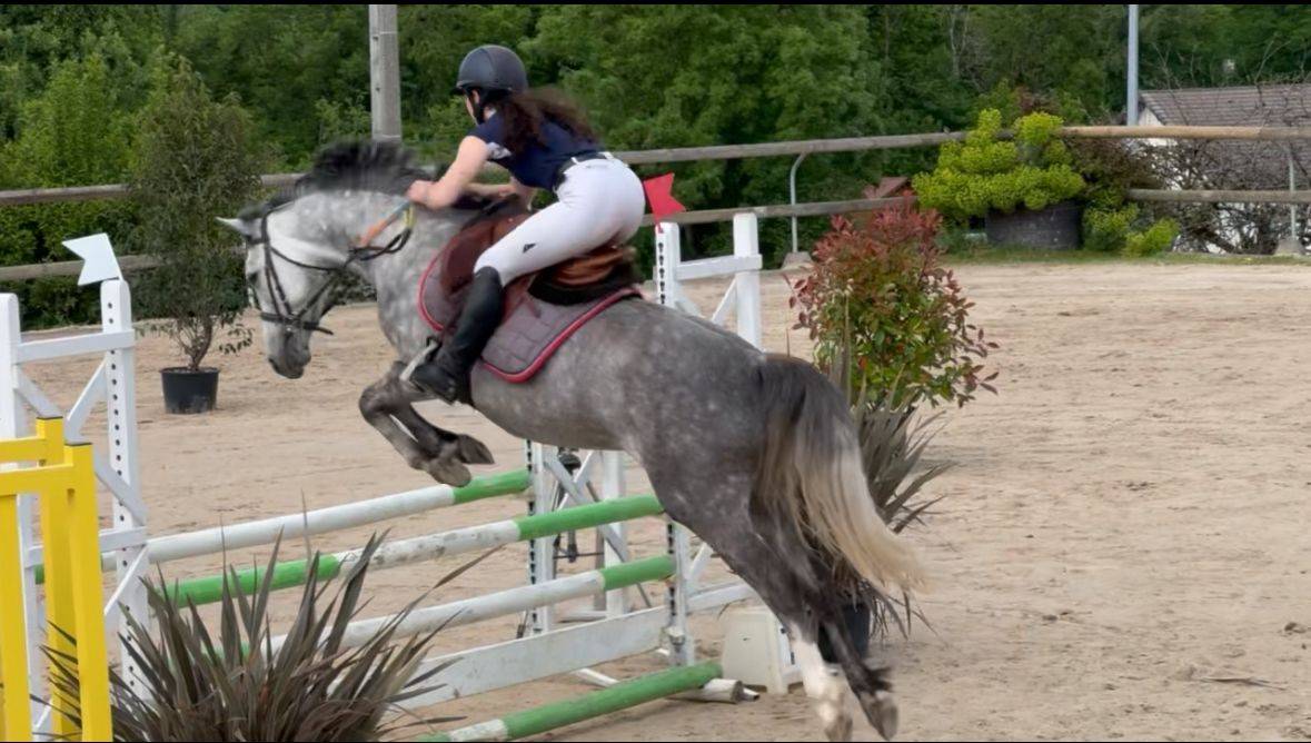 Yegua PFS Poni Françés de Silla En venta 2020 Tordo