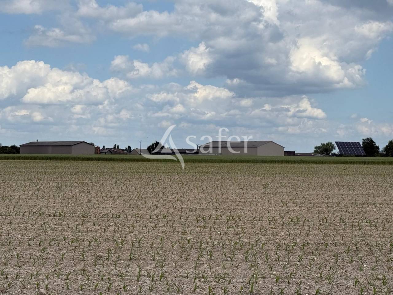 Explotación lechera En venta Indre y Loira