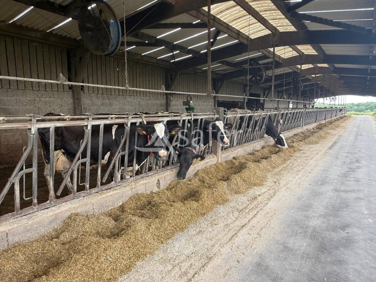 Explotación lechera En venta Indre y Loira