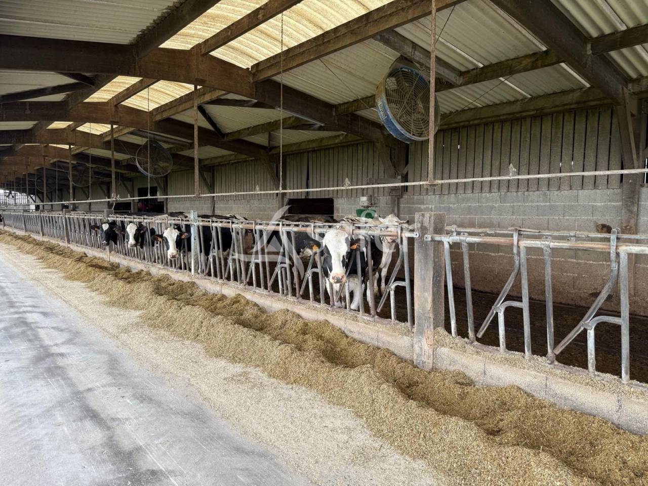 Explotación lechera En venta Indre y Loira