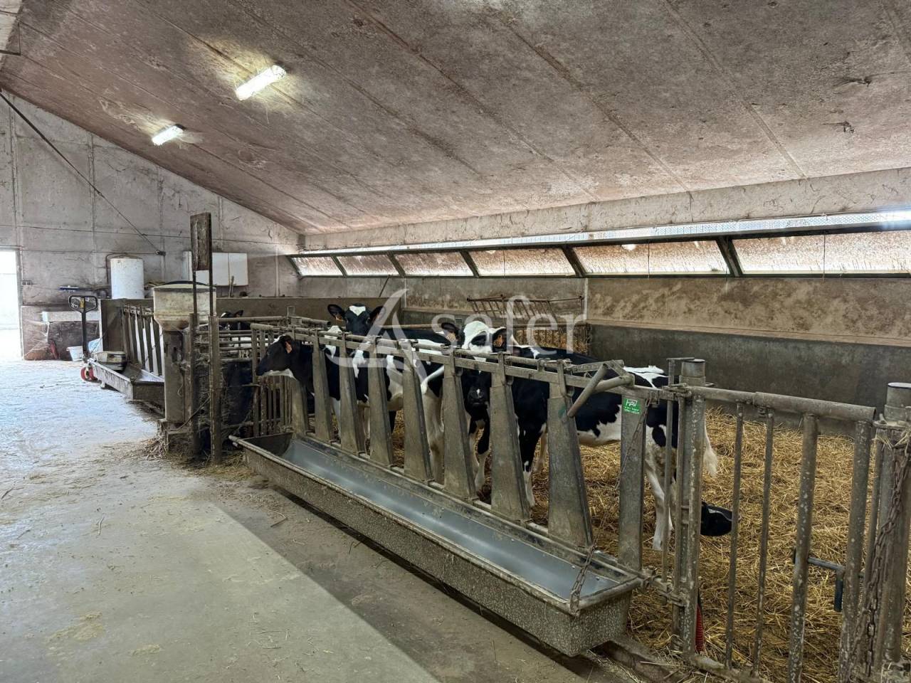 Explotación lechera En venta Indre y Loira