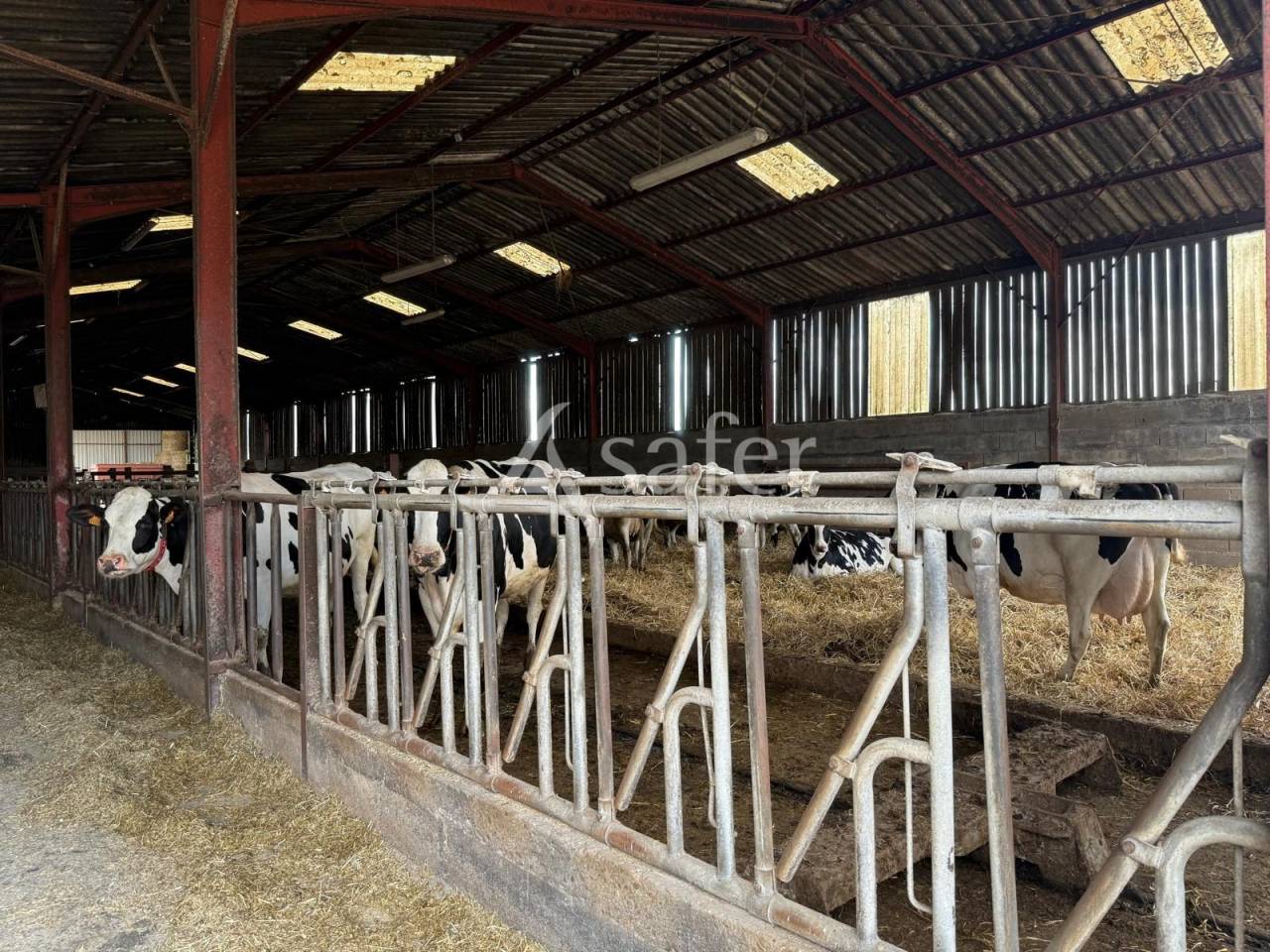 Explotación lechera En venta Indre y Loira