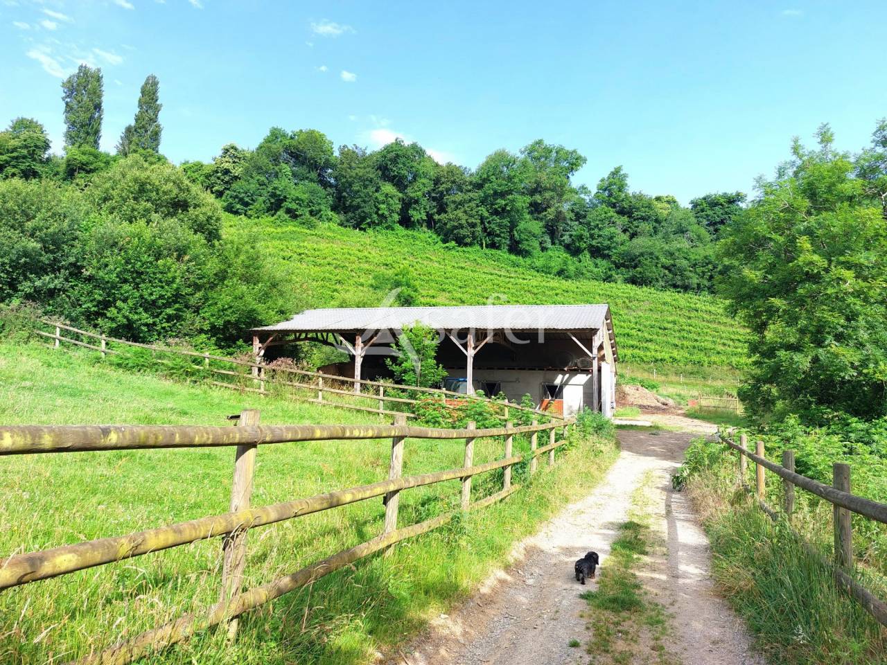 Explotación agrícola En venta Pirineos Atlánticos