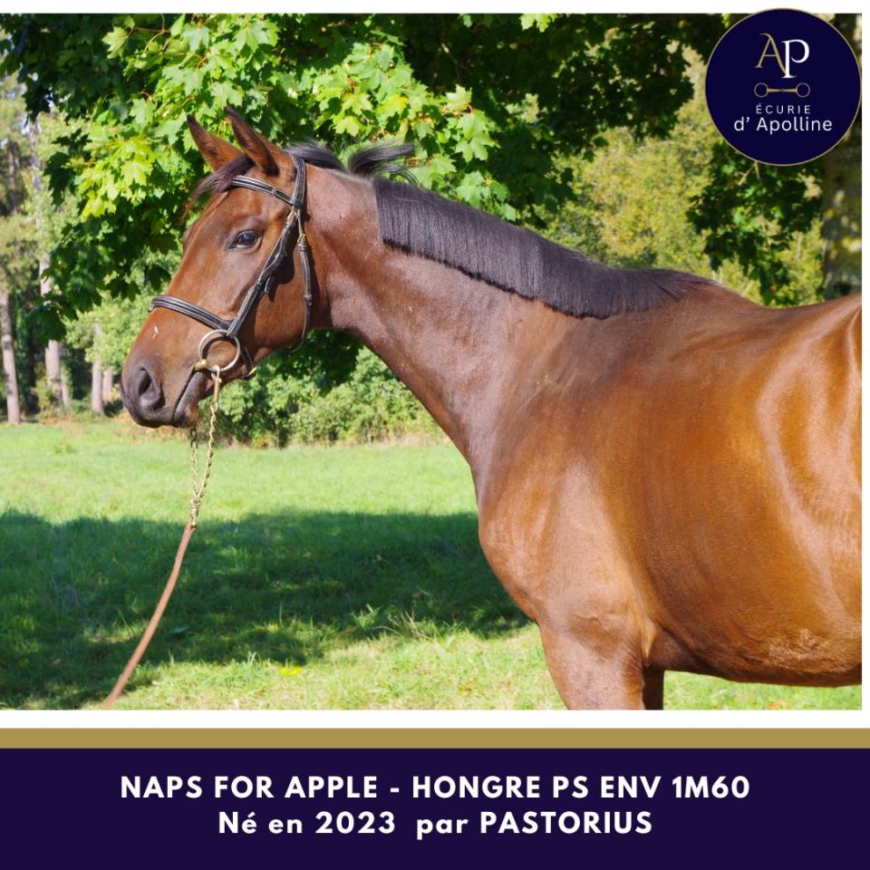 Caballo castrado Pura Sangre En venta 2023 Bayo