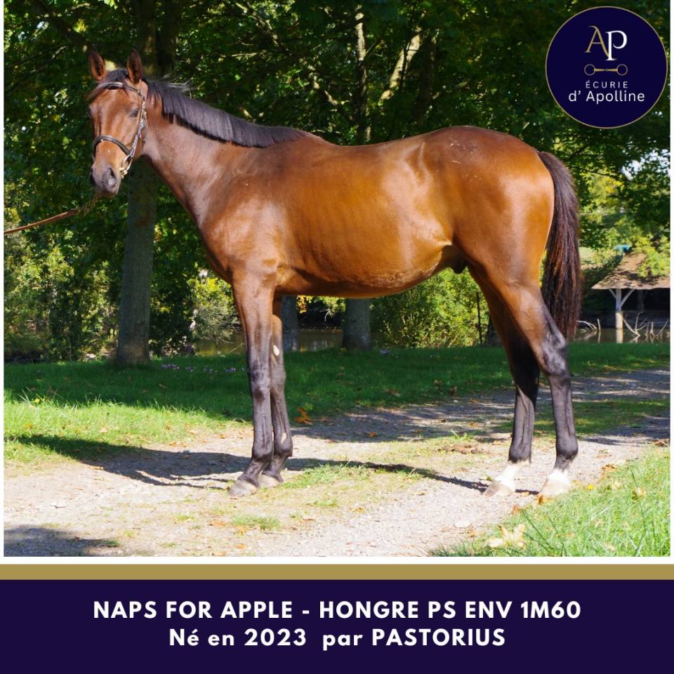 Caballo castrado Pura Sangre En venta 2023 Bayo