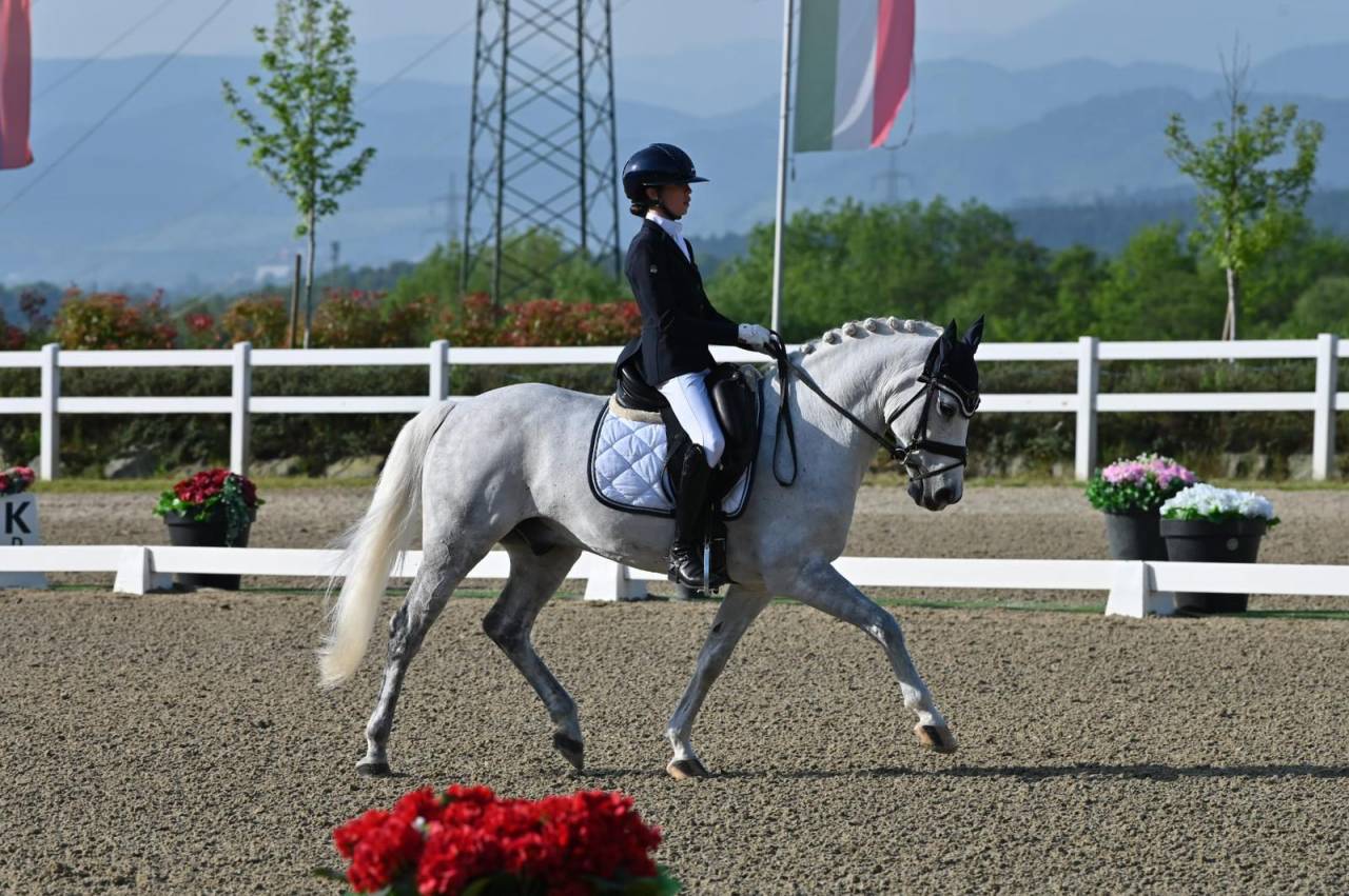 Caballo castrado PFS Poni Françés de Silla En venta 2008 Tordo por MINOTAUROS