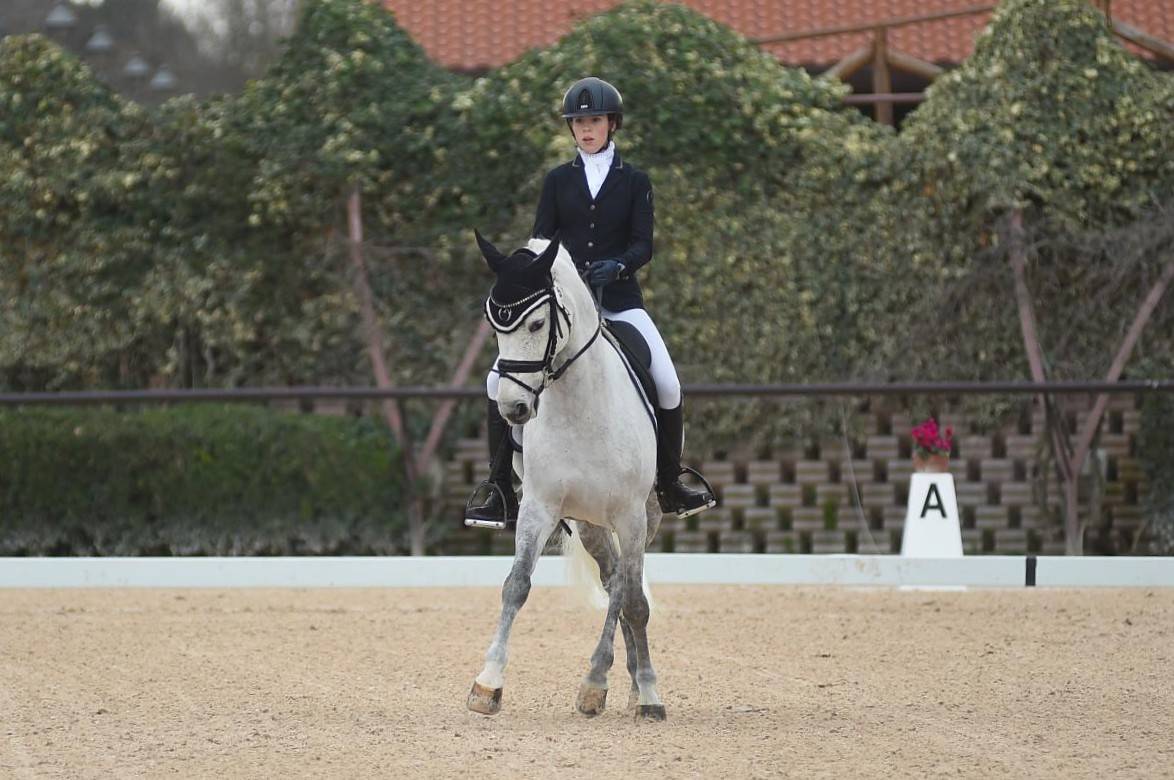 Caballo castrado PFS Poni Françés de Silla En venta 2008 Tordo por MINOTAUROS