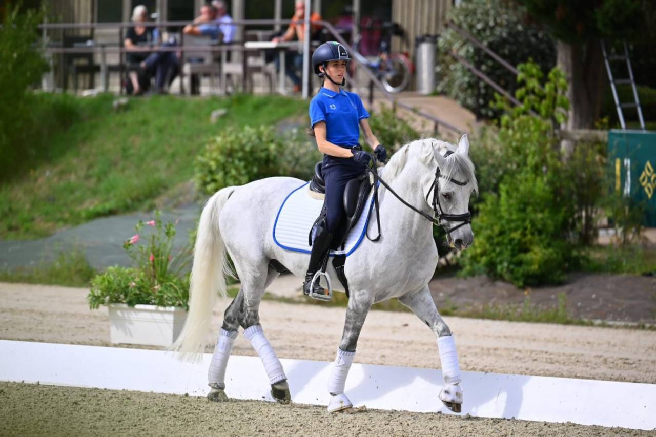 Caballo castrado PFS Poni Françés de Silla En venta 2008 Tordo por MINOTAUROS