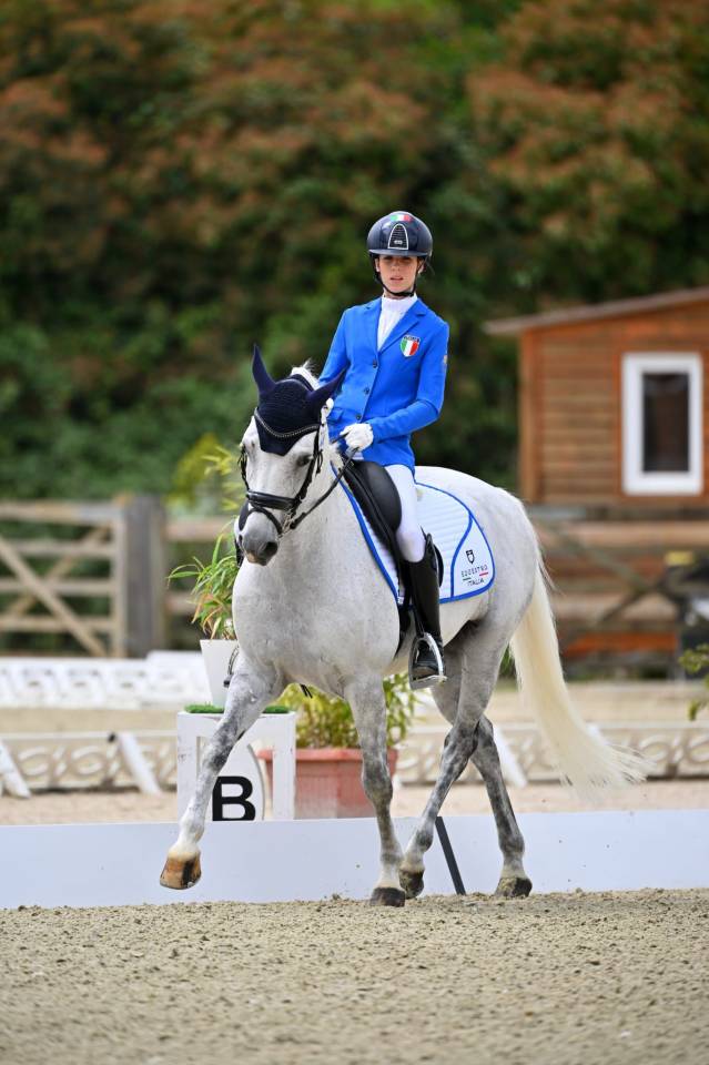 Caballo castrado PFS Poni Fran&ccedil;&eacute;s de Silla En venta 2008 Tordo por MINOTAUROS