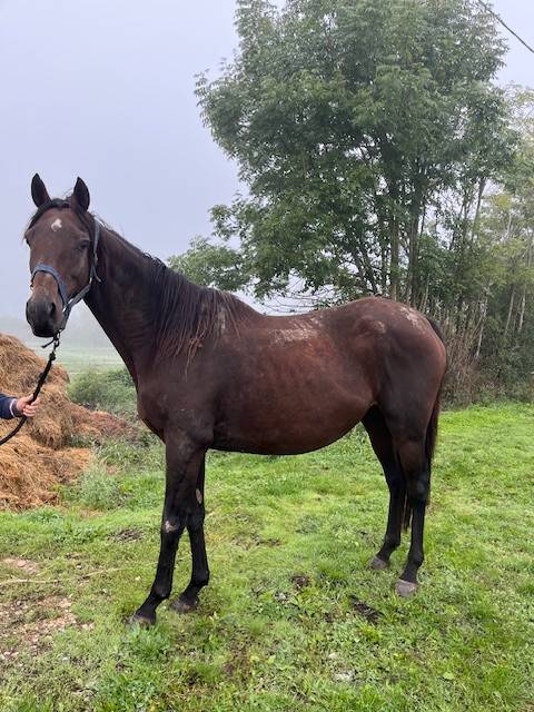 Yegua de ganadería Pura Sangre En venta 2011 Bayo por Spirit One