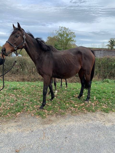 Yegua de ganadería Pura Sangre En venta 2011 Bayo por Spirit One