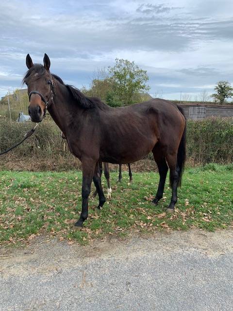 Yegua de ganadería Pura Sangre En venta 2011 Bayo por Spirit One