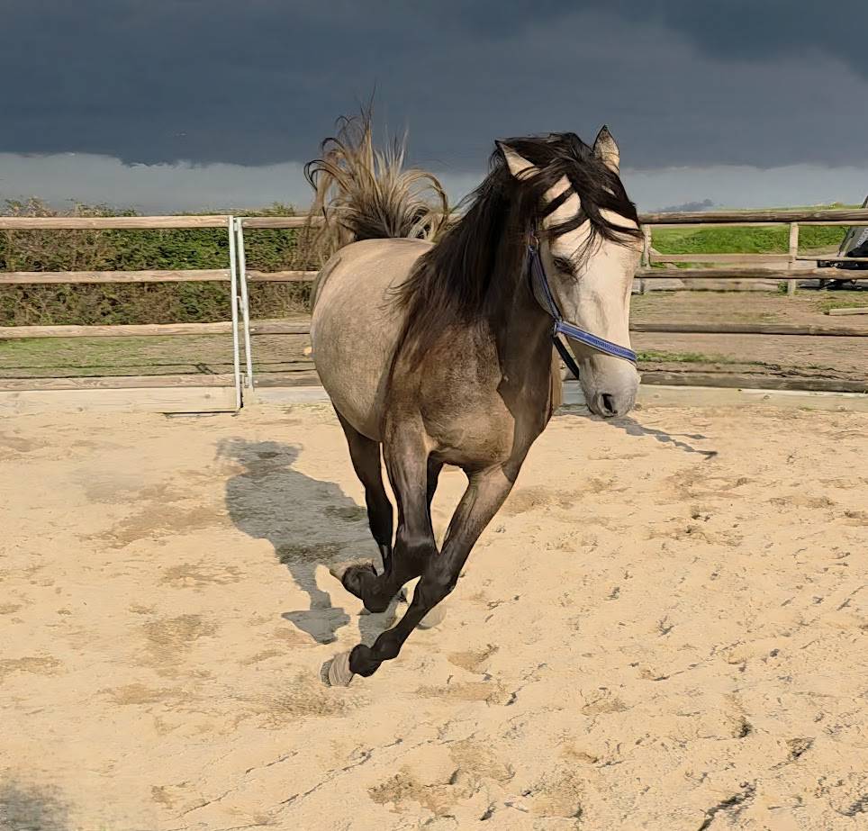 Caballo castrado Español Normando En venta 2022 Isabelo