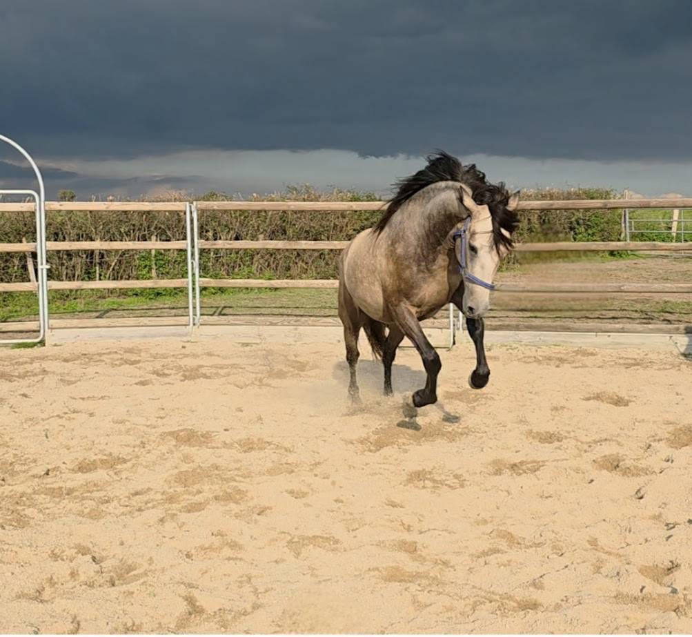 Caballo castrado Español Normando En venta 2022 Isabelo
