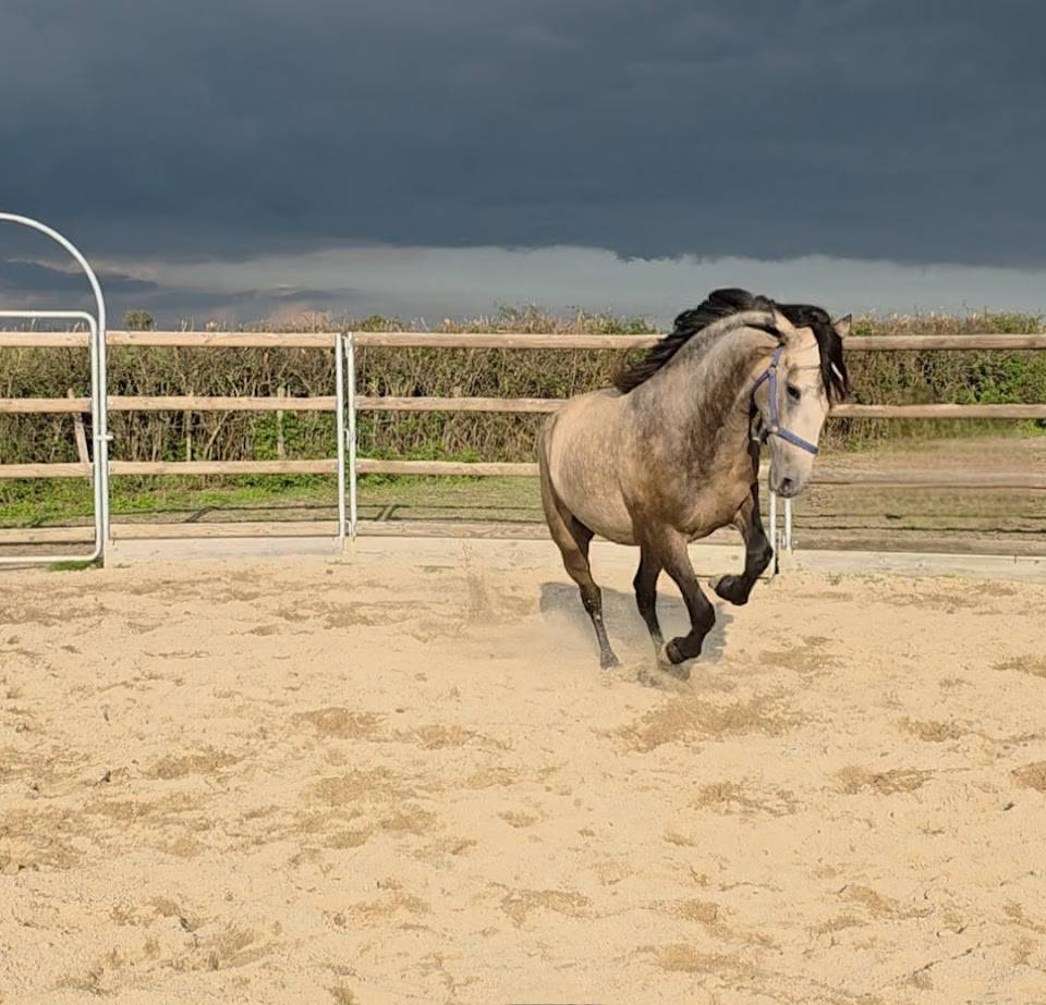 Caballo castrado Español Normando En venta 2022 Isabelo