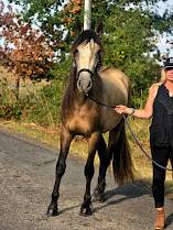 Caballo castrado Español Normando En venta 2022 Isabelo