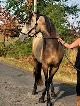 Caballo castrado Español Normando En venta 2022 Isabelo