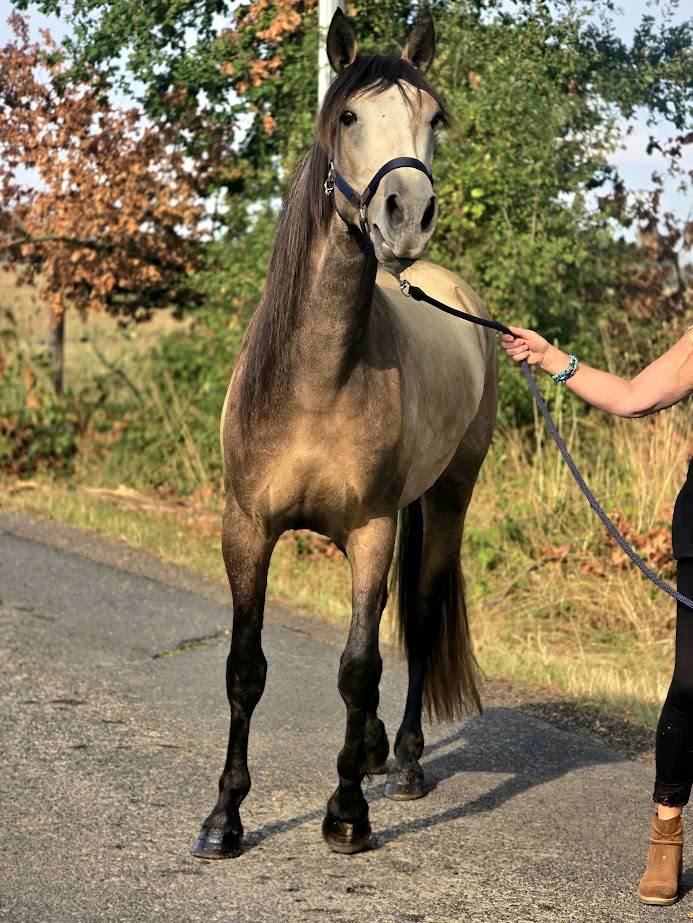 Caballo castrado Español Normando En venta 2022 Isabelo