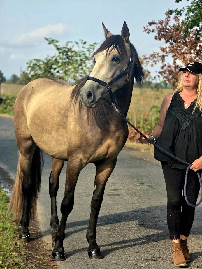 Caballo castrado Español Normando En venta 2022 Isabelo