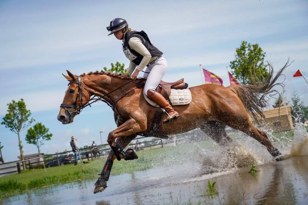 Yegua BWP Caballo de Sangre Belga En venta 2011 Alazán