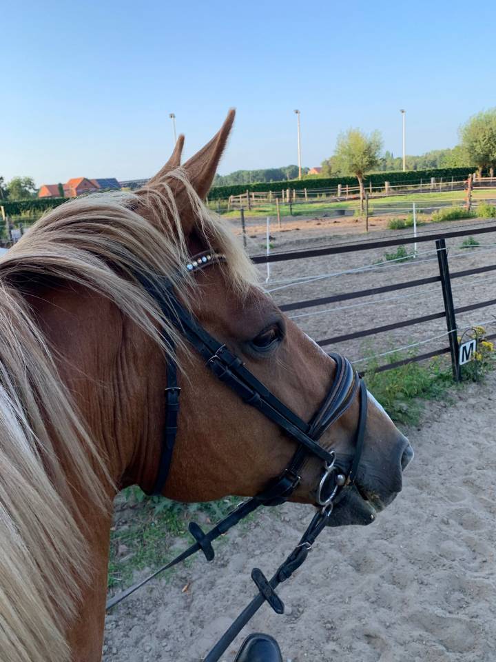 Yegua BWP Caballo de Sangre Belga En venta 2011 Alazán