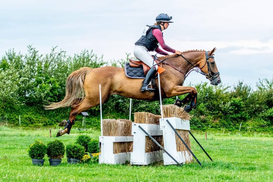 Yegua BWP Caballo de Sangre Belga En venta 2011 Alazán