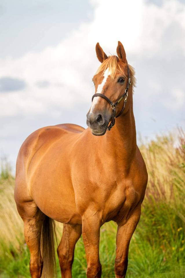 Yegua BWP Caballo de Sangre Belga En venta 2011 Alazán