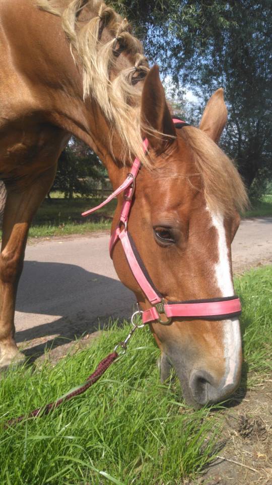 Yegua BWP Caballo de Sangre Belga En venta 2011 Alazán