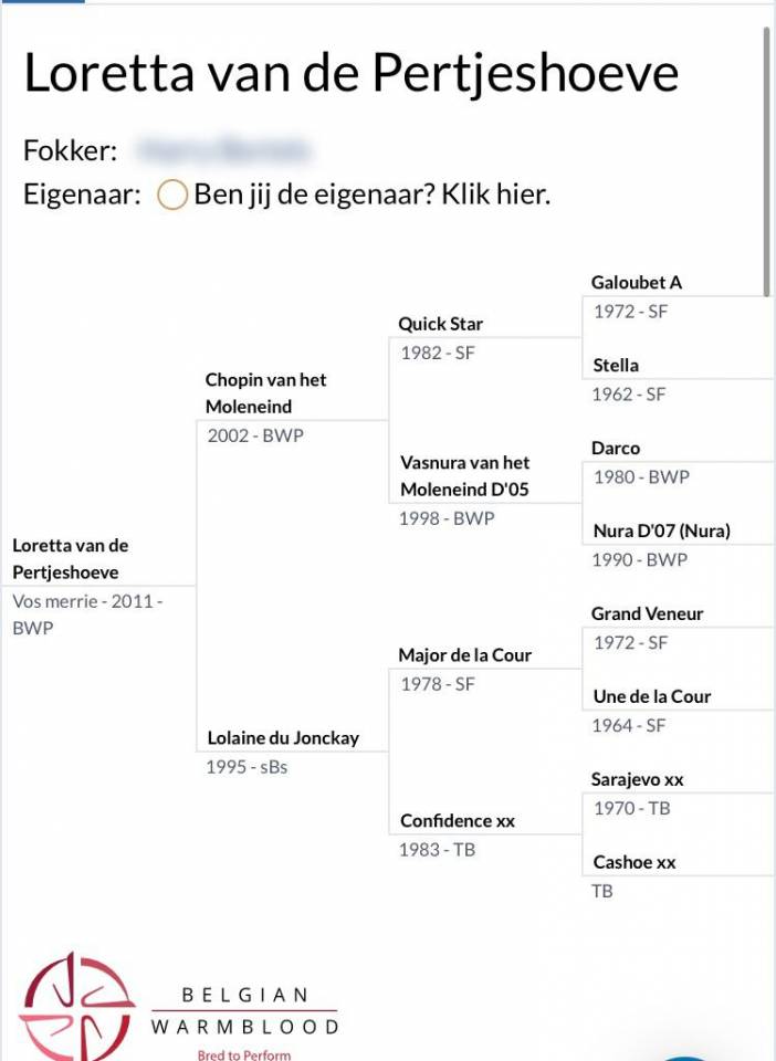 Yegua BWP Caballo de Sangre Belga En venta 2011 Alazán