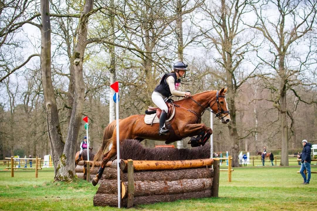 Yegua BWP Caballo de Sangre Belga En venta 2011 Alazán