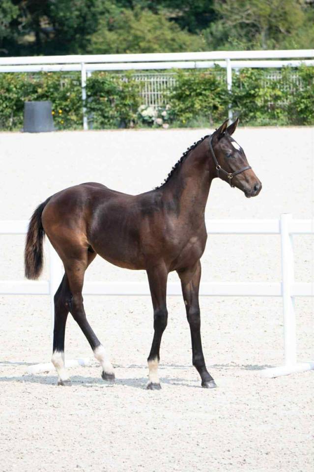 Potro Silla Francés En venta 2025 Bayo moreno