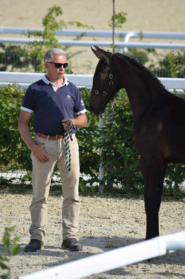 Potro Silla Francés En venta 2025 Bayo moreno