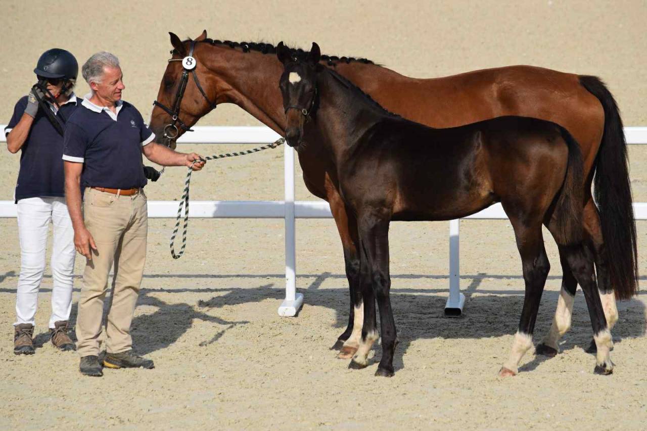 Potro Silla Francés En venta 2025 Bayo moreno