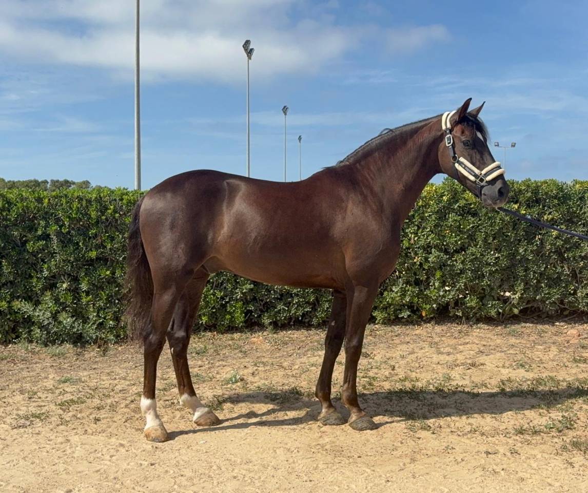 Caballo PRE en venta