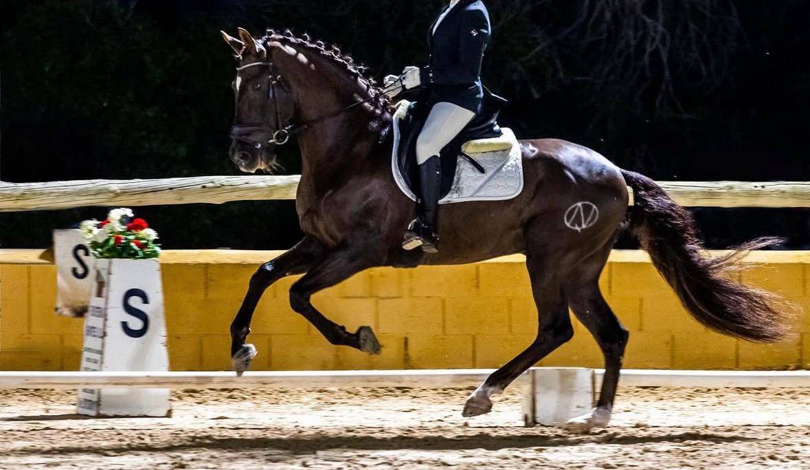 Caballo PRE en venta