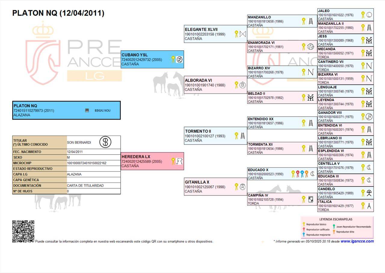 Caballo PRE en venta