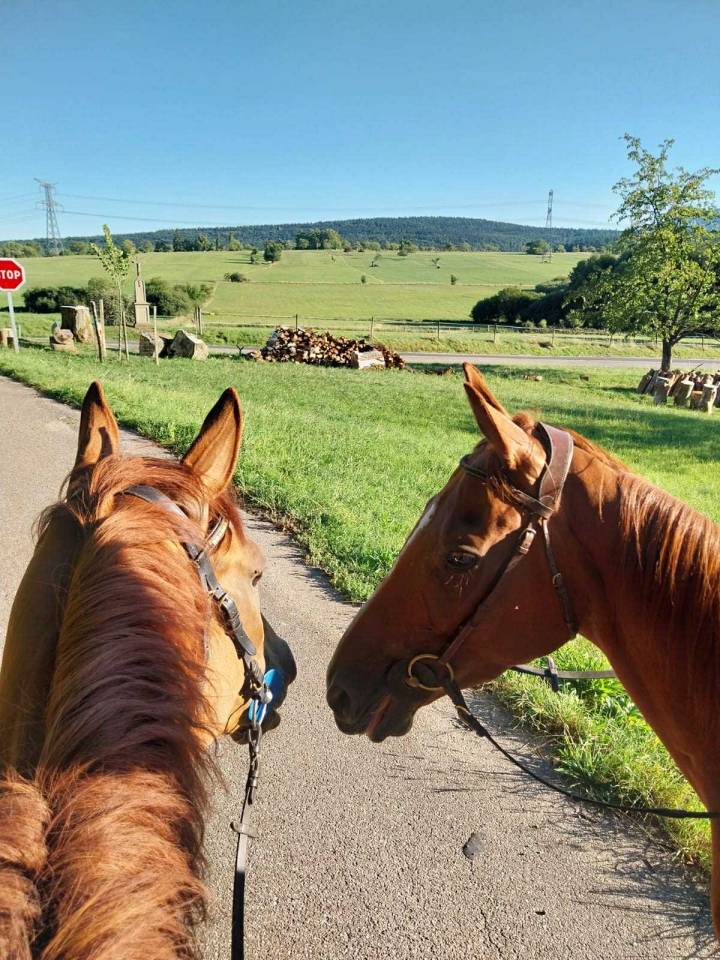 Caballo castrado Pura Sangre Inglés En venta 2019 Alazán
