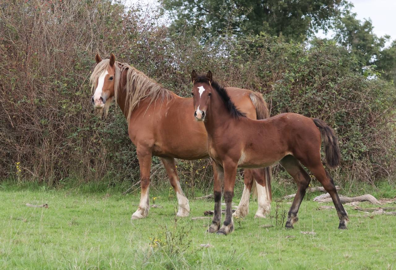 Potranca Welsh Poni (Sección D), Welsh Cob  En venta 2025 Bayo por Jon Snow Dragwyddol