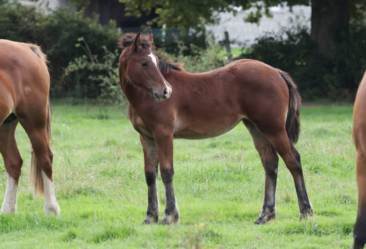 Potranca Welsh Poni (Sección D), Welsh Cob  En venta 2025 Bayo por Jon Snow Dragwyddol