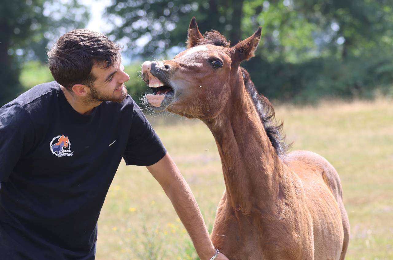 Potranca Welsh Poni (Sección D), Welsh Cob  En venta 2025 Bayo por Jon Snow Dragwyddol