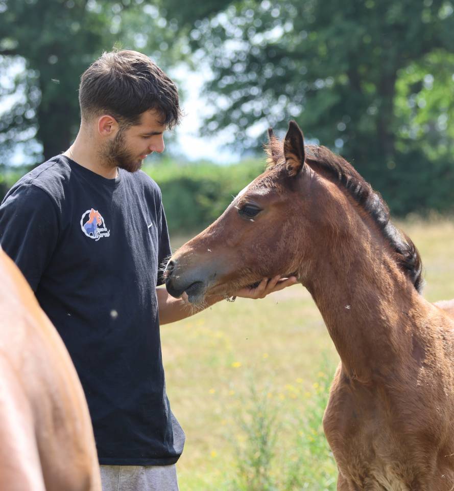 Potranca Welsh Poni (Sección D), Welsh Cob  En venta 2025 Bayo por Jon Snow Dragwyddol