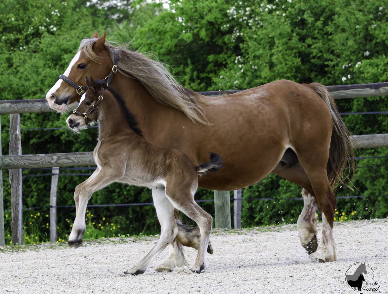 Potranca Welsh Poni (Sección D), Welsh Cob  En venta 2025 Bayo por Jon Snow Dragwyddol