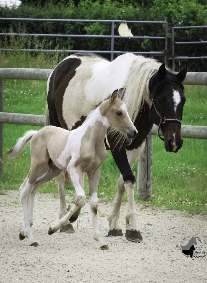 Potro Welsh Part Bred En venta 2025 Pío por KEIZERSKROON EDISON