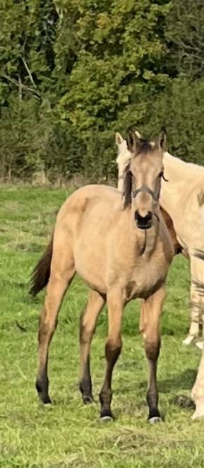 Potranca Silla Francés En venta 2025 Isabelo