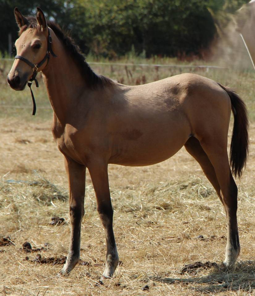 Potranca Silla Francés En venta 2025 Isabelo