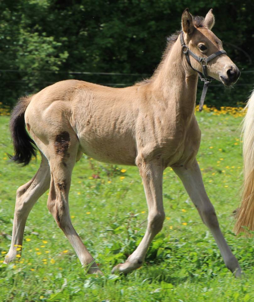 Potranca Silla Francés En venta 2025 Isabelo