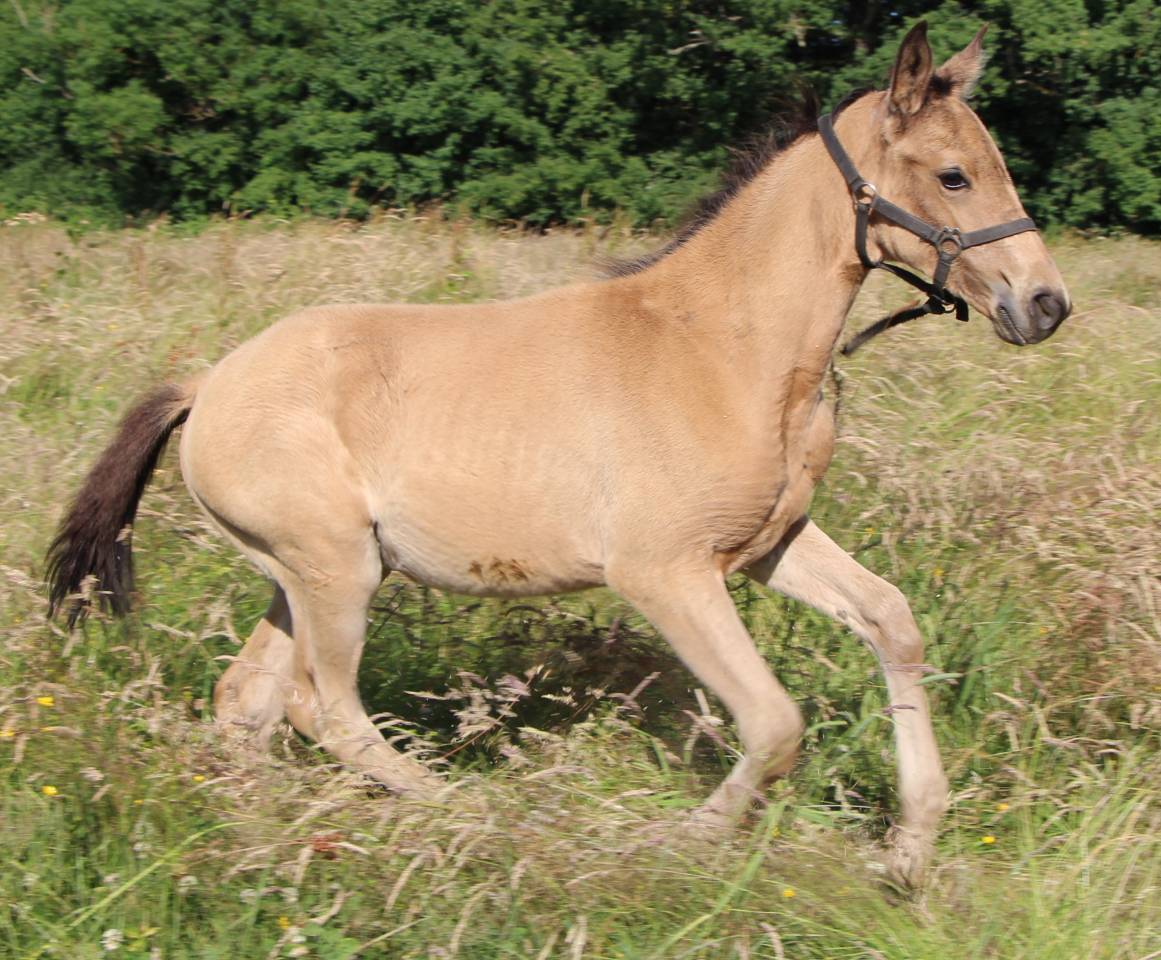 Potranca Silla Francés En venta 2025 Isabelo