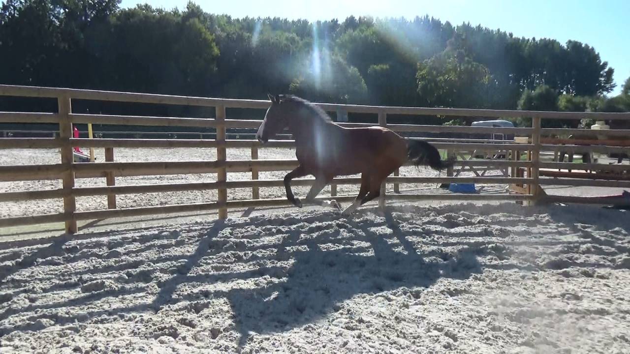 Caballo castrado Silla Francés En venta 2016 Bayo por OGANO SITTE
