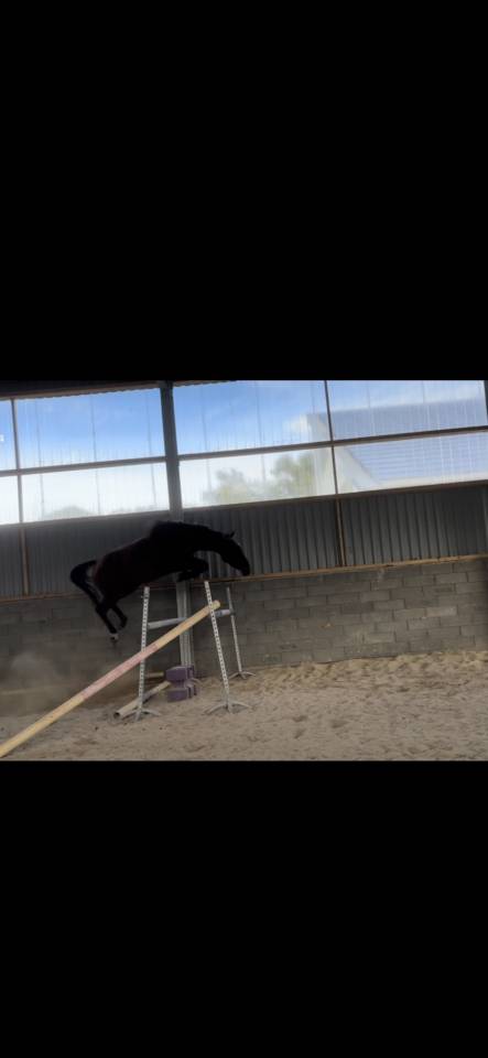 Yegua Silla Francés En venta 2022 Bayo