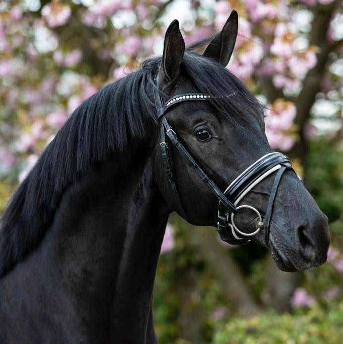 Caballo castrado KWPN Caballo de Deporte Neerlandés En venta 2018 Bayo moreno
